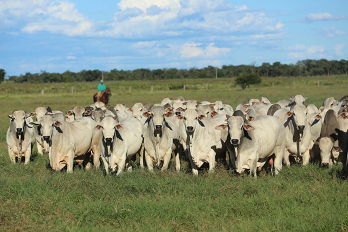 Agropecuária Jacarezinho promove 40º Leilão Virtual no dia 25 de Julho